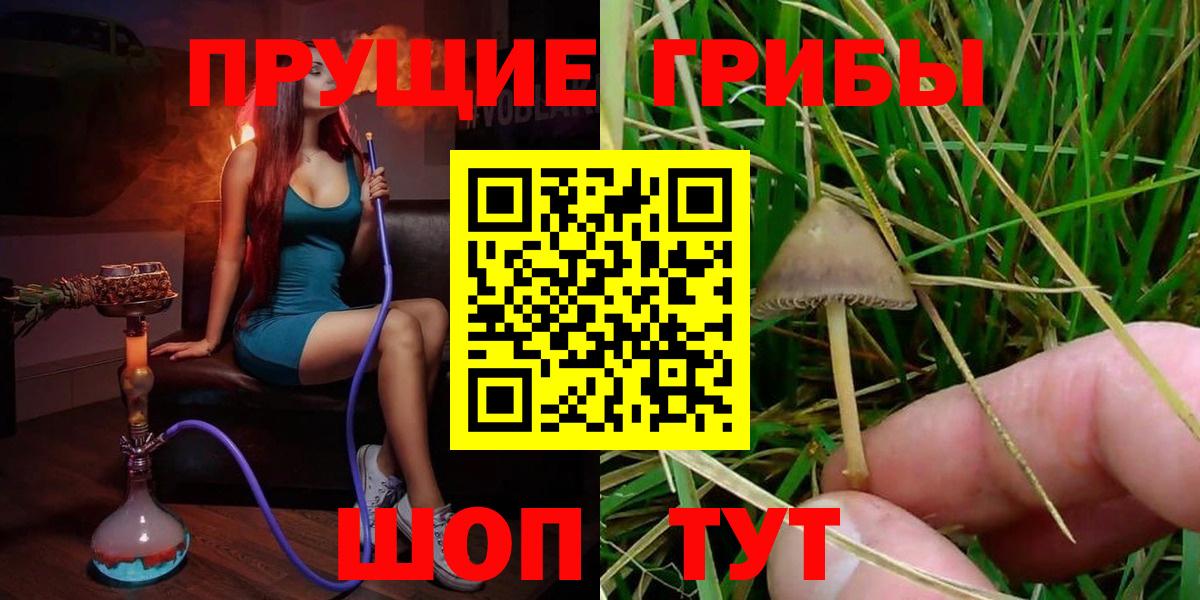 Псилоцибиновые грибы Psilocybine cubensis Петрозаводск